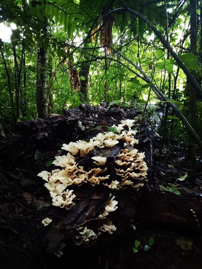 Posada Camboata Aristóbulo del Valle Exteriör bild